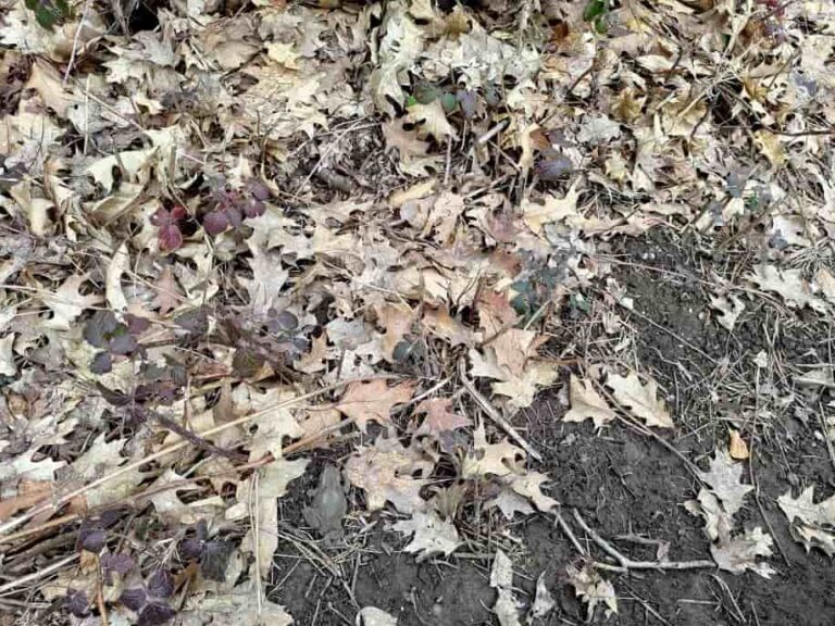 Brain Teaser: Find The Frog Hiding Among Dry Leaves In 20 secs? 99% Fail